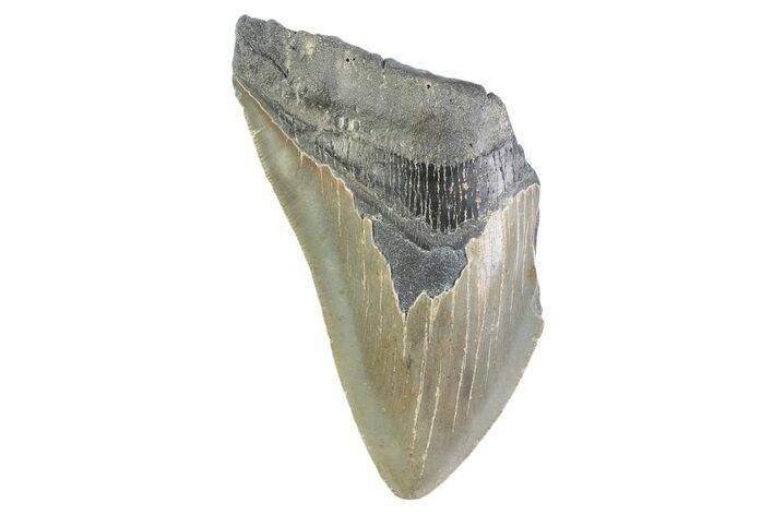 Partial, Fossil Megalodon Tooth - Serrated Blade #373171